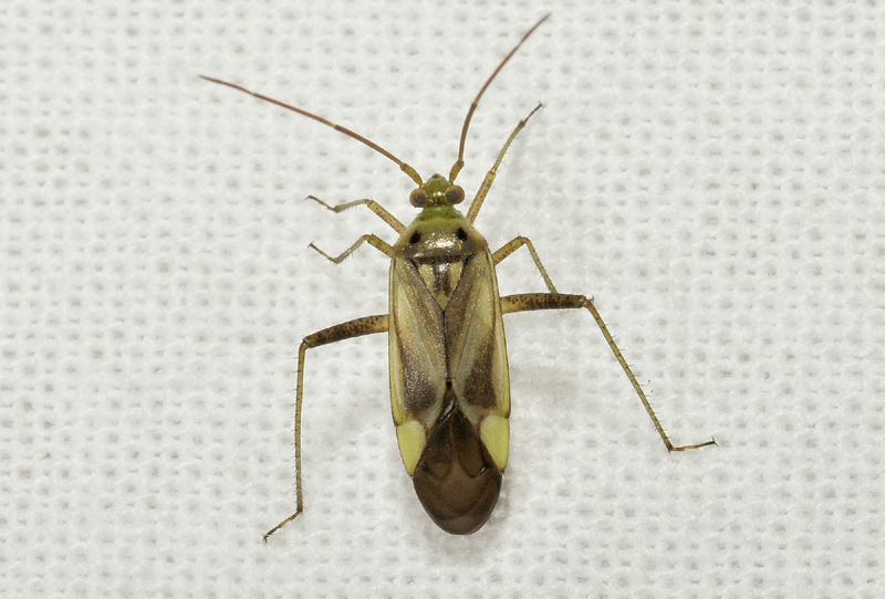 Miridae:  Adelphocoris lineolatus